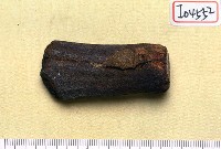 藏品(鹿角基部)的圖片